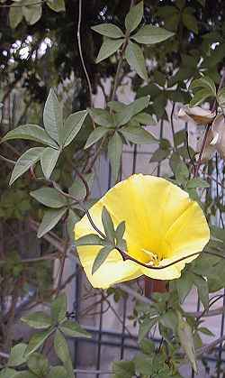 Yellow Morning Glory(Merremia aurea)