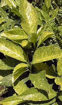 Japanese Aucuba, Gold Dust Plant(Aucuba japonica)