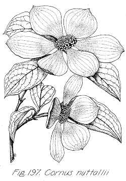 Pacific Dogwood(Cornus nuttallii)