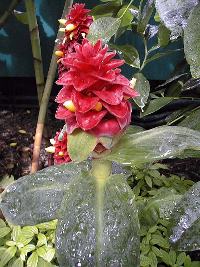 Spiral ginger(Costus barbatus)