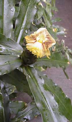 Spiral Ginger(Costus pictus)