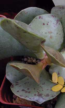 Bulbees(Adromischus alstonii)