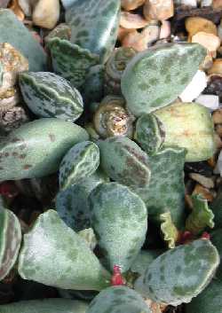 Plover eggs, Knuppelplakkie(Adromischus cooperi)