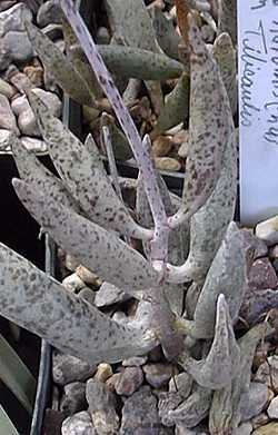 (Adromischus filicaulis)