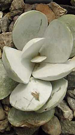 (Adromischus leucophyllus)