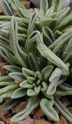 (Adromischus phillipsiae)