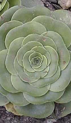 Saucer Plant(Aeonium undulatum ssp. 'Pseudotabuliforme' )