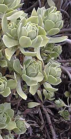 (Aeonium balsamiferum)