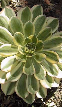 (Aeonium arboreum 'Luteovariegatum')