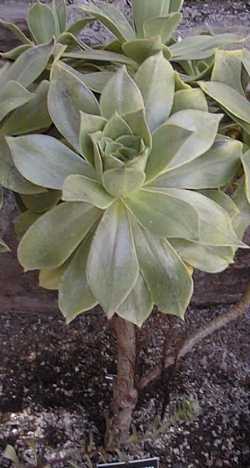 (Aeonium gomerense)