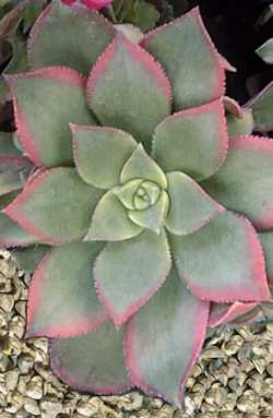 Haworth's Aeonium(Aeonium haworthii 'Variegated')