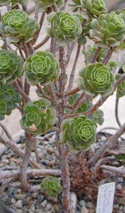 (Aeonium spathulatum)