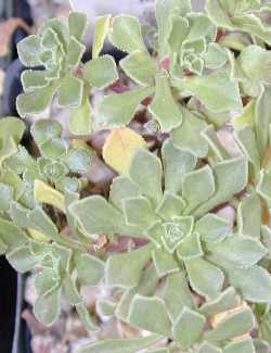 (Aeonium spathulatum)