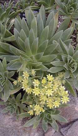 Saucer-plant(Aeonium undulatum)