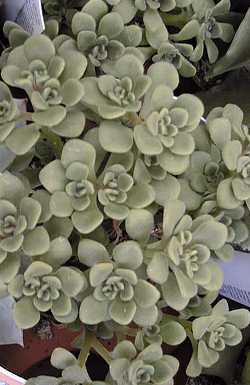 Gouty Houseleek(Aichryson tortuosum)