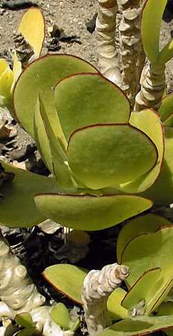 (Cotyledon orbiculata var. oblonga 'Macrantha' )