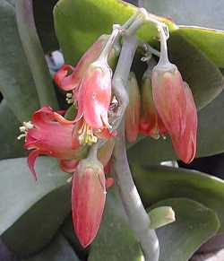 Pig's Ear, Round-Leafed Navel-Wort(Cotyledon orbiculata)