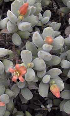 Bear's Paw(Cotyledon tomentosa)