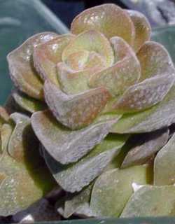 (Crassula 'Dorothy')