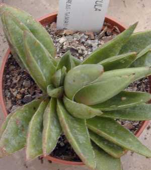 Crassula 'Justus Corderoy'(Crassula Χ Justus Corderoy)