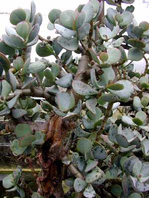Silver Dollar Plant, Beestebul(Crassula arborescens)