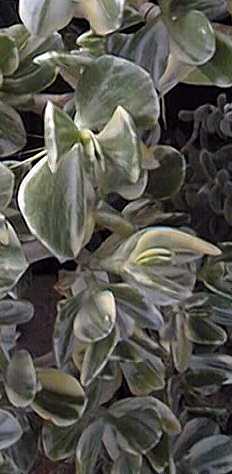 Jade Plant(Crassula ovata)