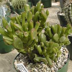 Jade Plant(Crassula ovata)