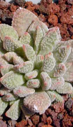 (Crassula ausensis ssp. titanopsis )