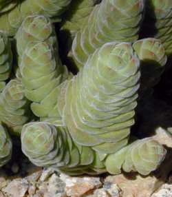 Rattlesnake Tail, Wurmplakkie(Crassula barklyi)