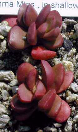 (Crassula clavata)