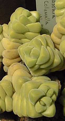 Silinderplakkie(Crassula columella)