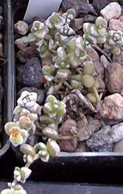 (Crassula corallina)