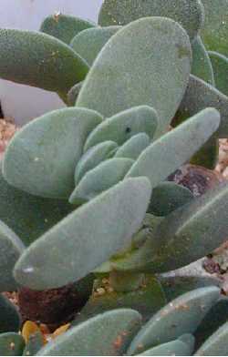 Norsveld Plakkie(Crassula decidua)