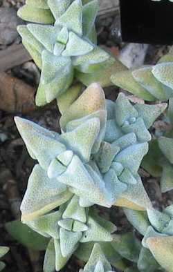 Silver Beads, Gruisplakkie(Crassula deltoidea)