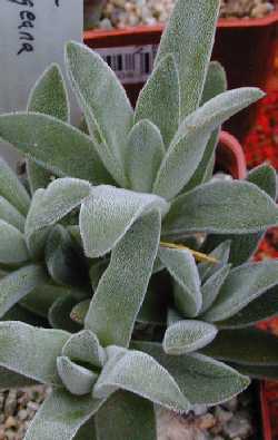 (Crassula obovata var. dregeana )