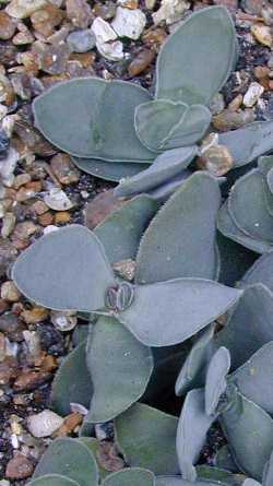 (Crassula dubia)