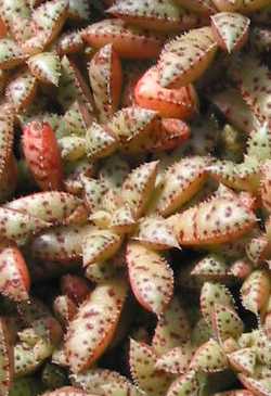 (Crassula exilis var. cooperi )