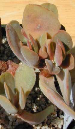 (Crassula globularioides)