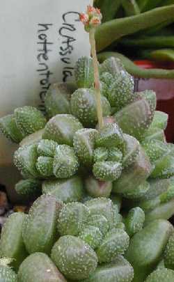 (Crassula hottentotta)