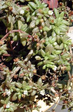 (Crassula humbertii)