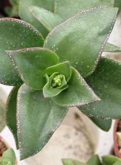 Taylor's Parches, Krysna Crassula(Crassula lactea)