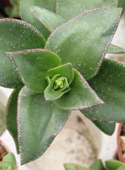 Taylor's Parches, Krysna Crassula(Crassula lactea)