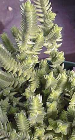 Rattail Crassula, Watch Chain, Lizard's Tail(Crassula muscosa)