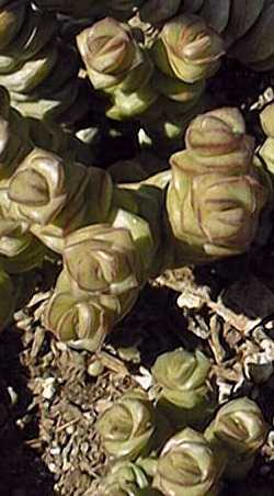 (Crassula rupestris ssp. marnierana )