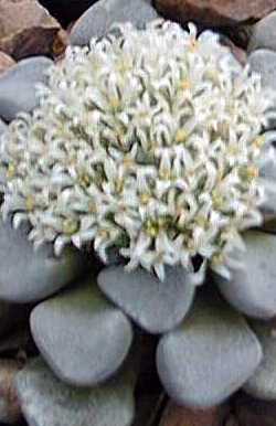 (Crassula mesembryanthemoides)