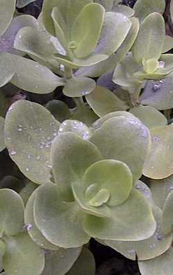 Fairy Crassula(Crassula multicava)