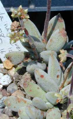 (Crassula namaquensis ssp. namaquensis )