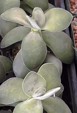 (Crassula obovata)