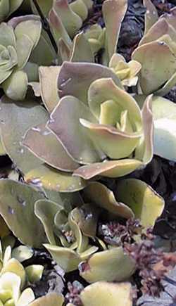 (Crassula orbicularis)