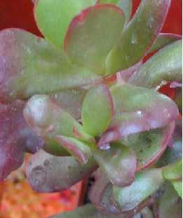 (Crassula nudicaulis var. platyphylla )